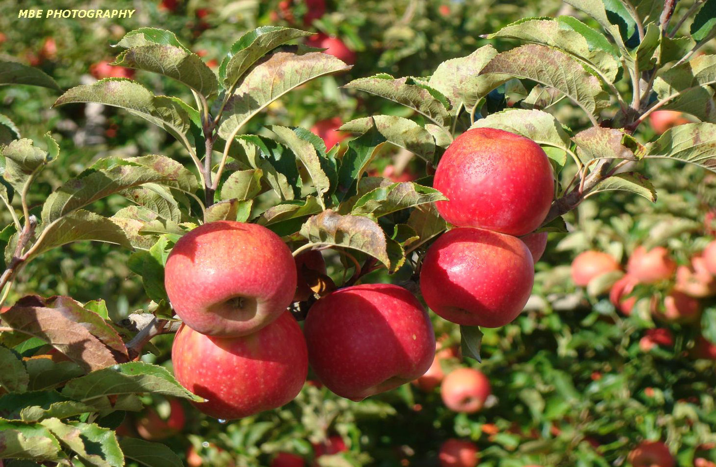 Villiersdorp-Mel-Elliott-Apples 2